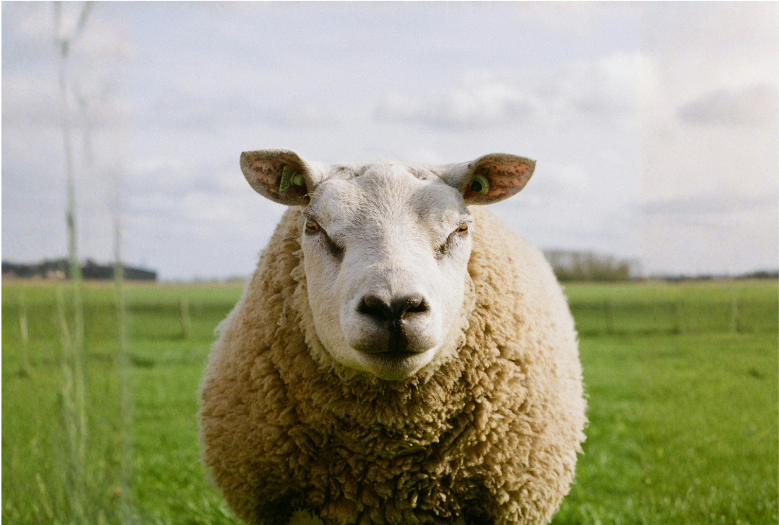 Merino Wool Collection